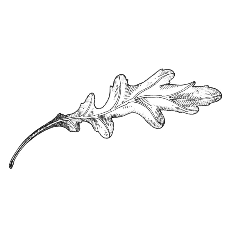 線画で密度の高い重層的な植物構成を作り出す複数の重なり合うルッコラの葉の植物イラスト