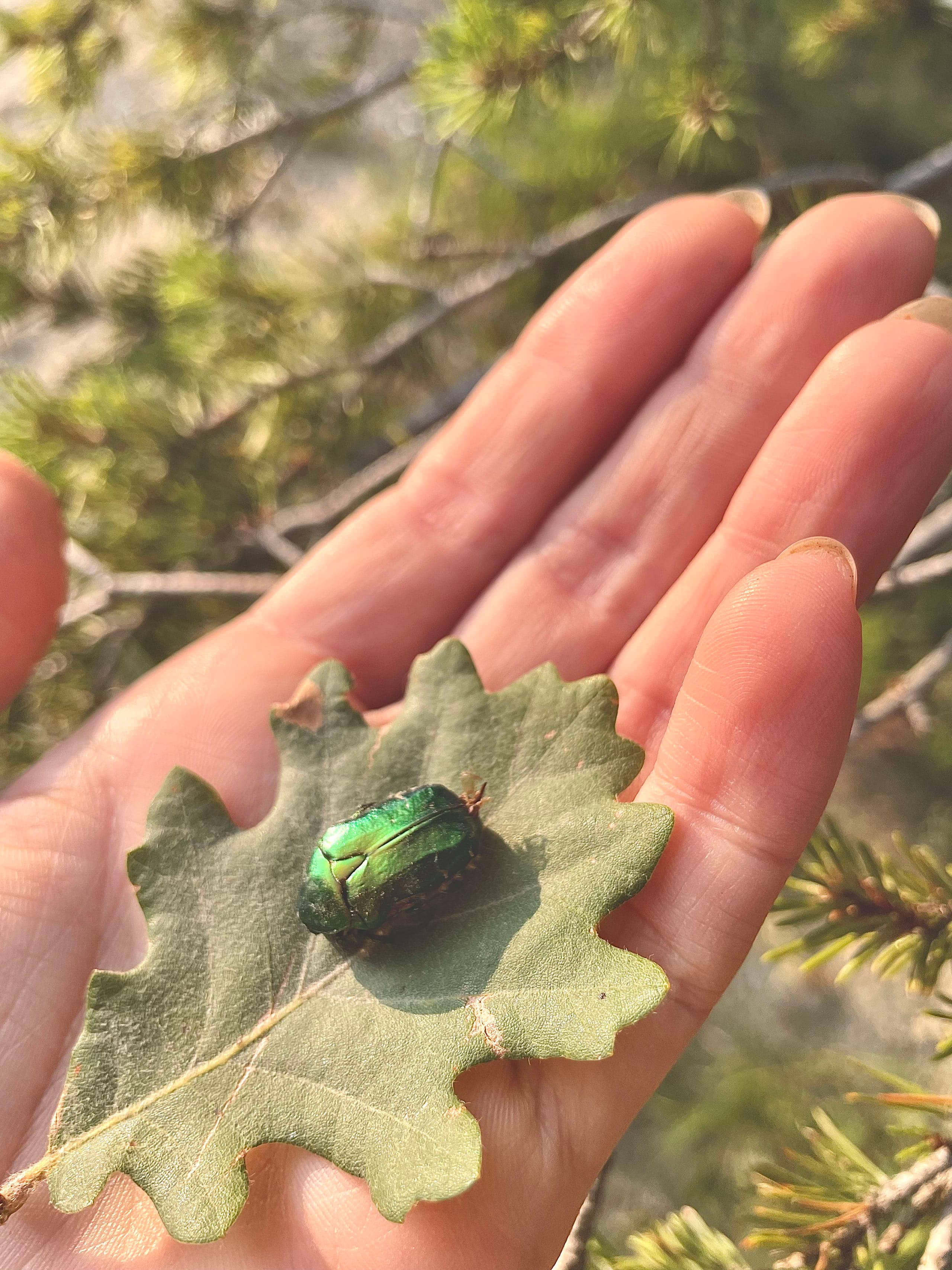 葉の上の昆虫を細線で詳細に描いた銅版画風ナチュラリストイラスト