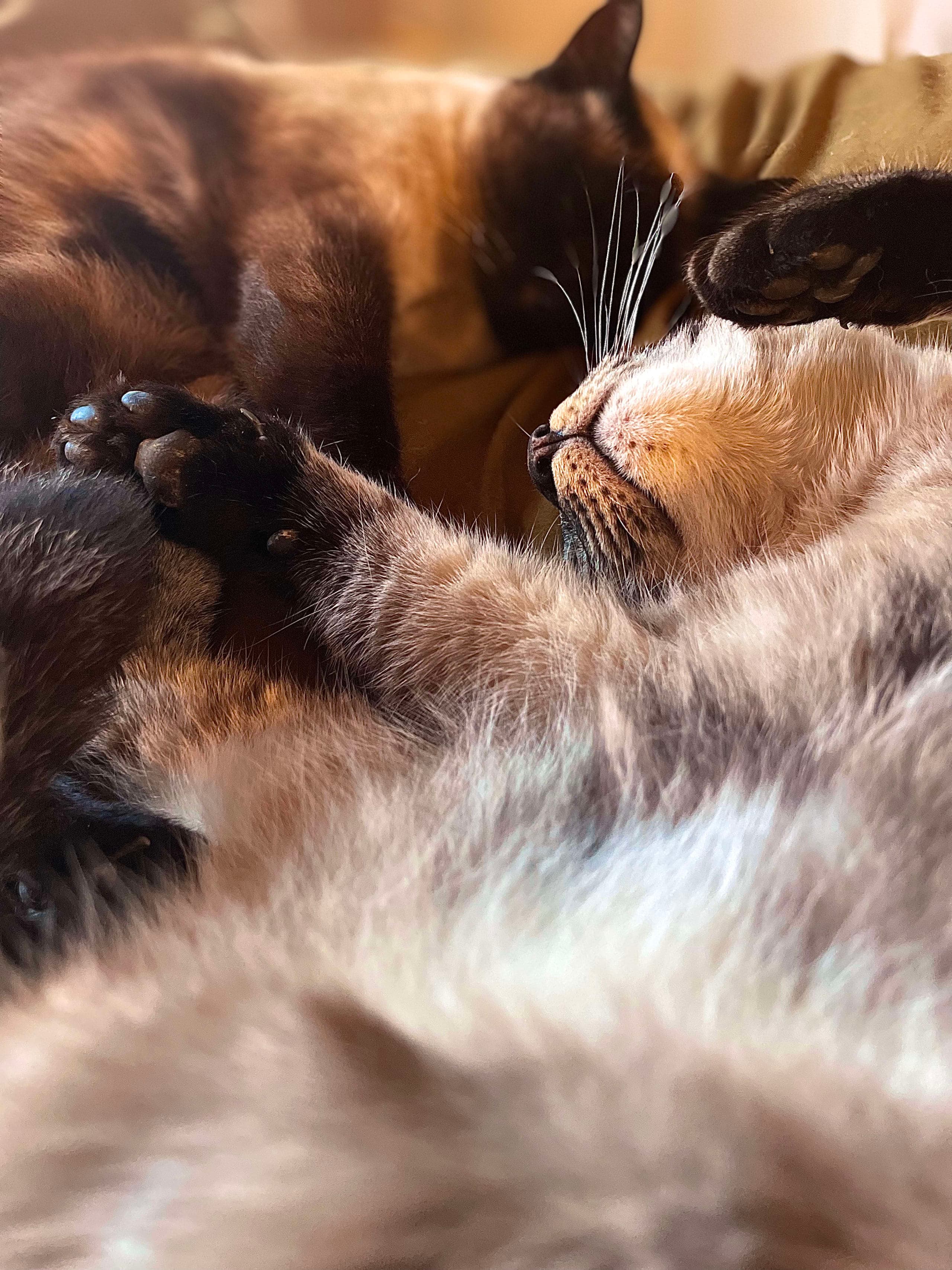 一緒に寄り添う2匹の猫のイラスト。装飾的な細線スタイル