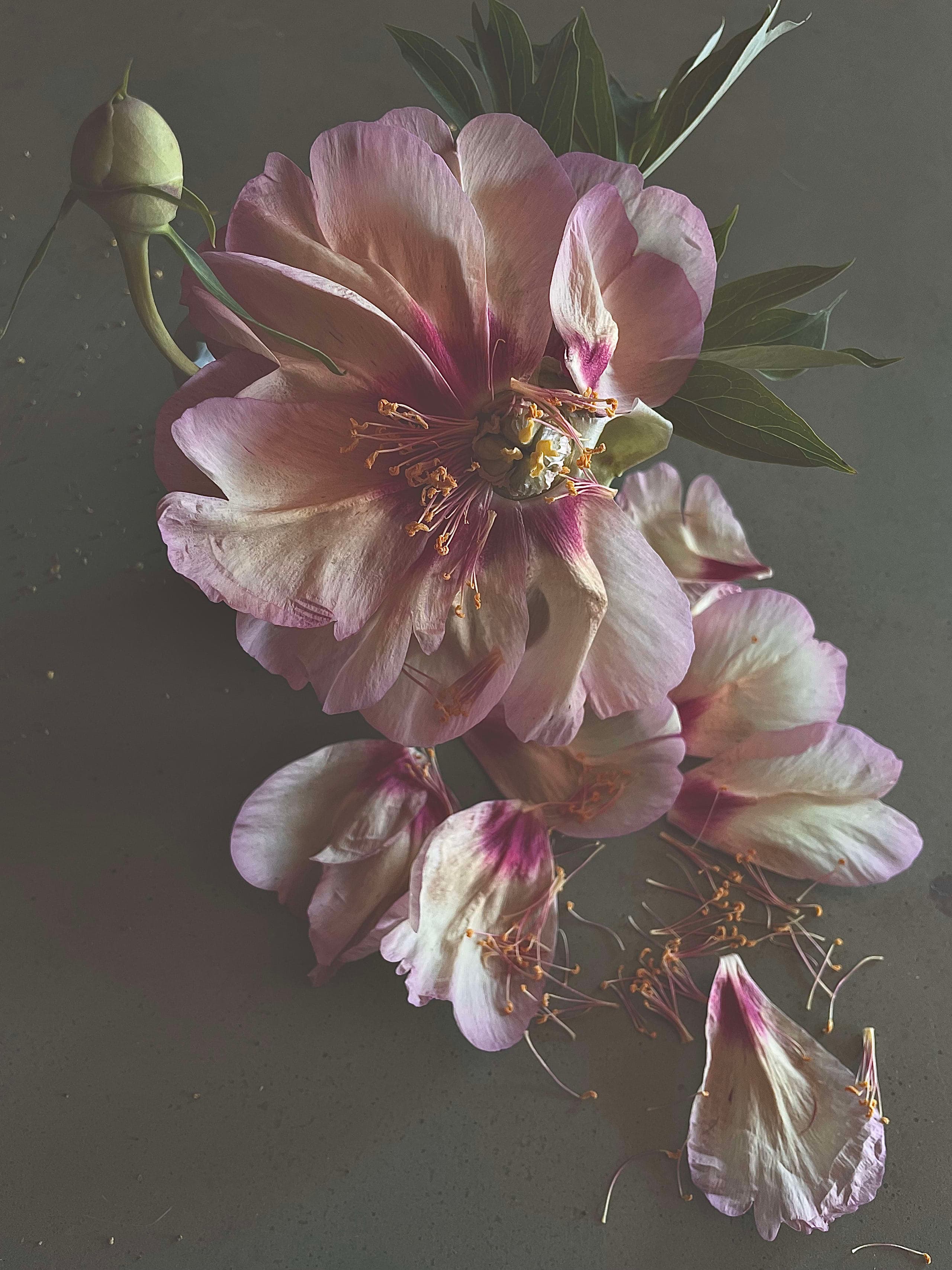 密に描かれたシャクヤク（牡丹）の装飾的コンポジション。大切に保ちたいタリスマンのような