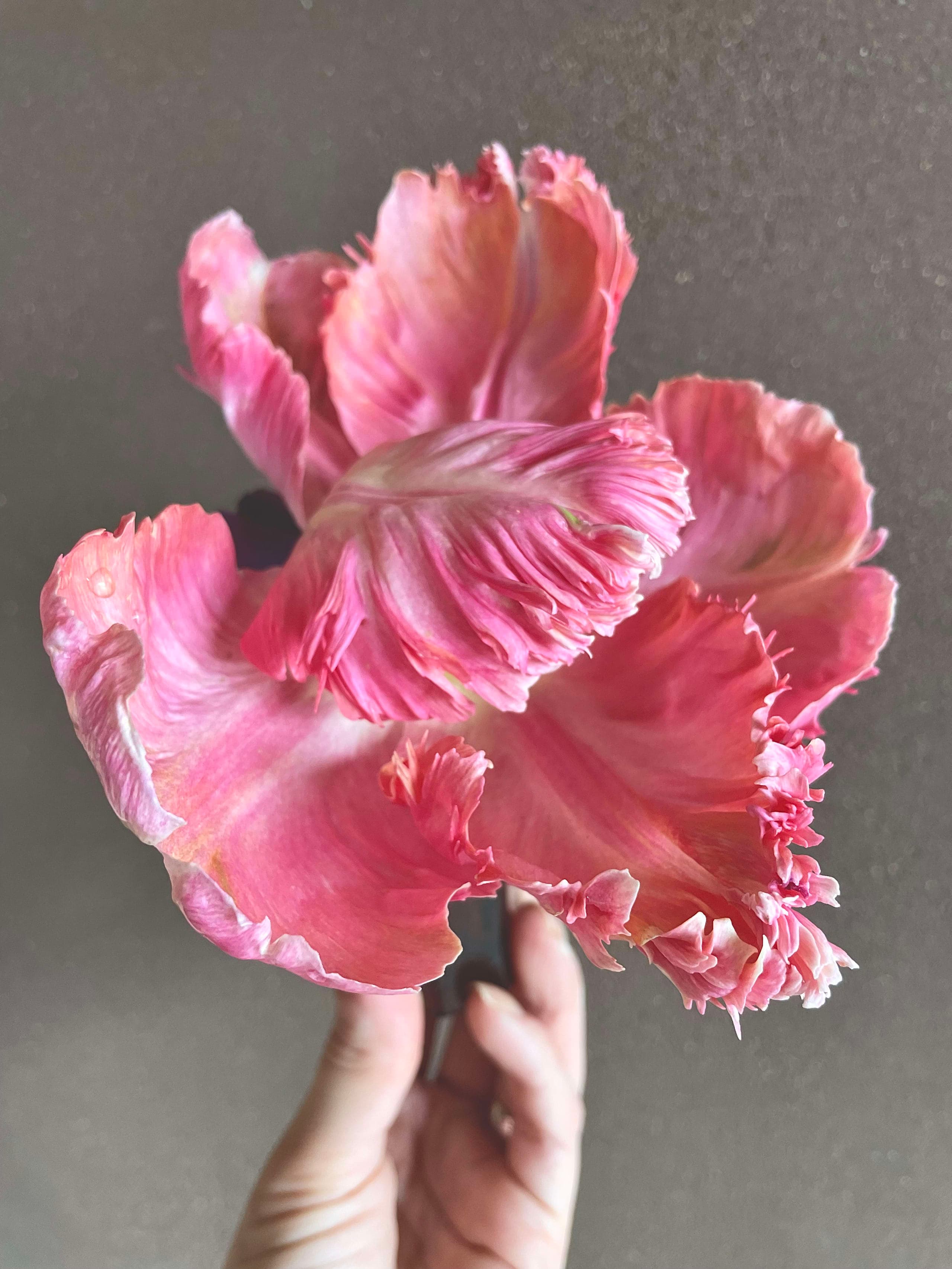 ピンクのオウム咲きチューリップを手に持つ。細部まで描かれたボタニカルイラスト